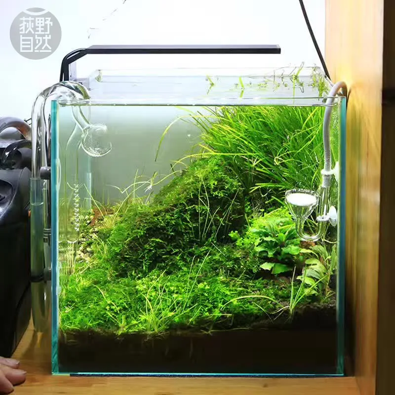 Chihiros Serie C Pianta in sti - Aquarium Plant Growth Light recensione e prezzo