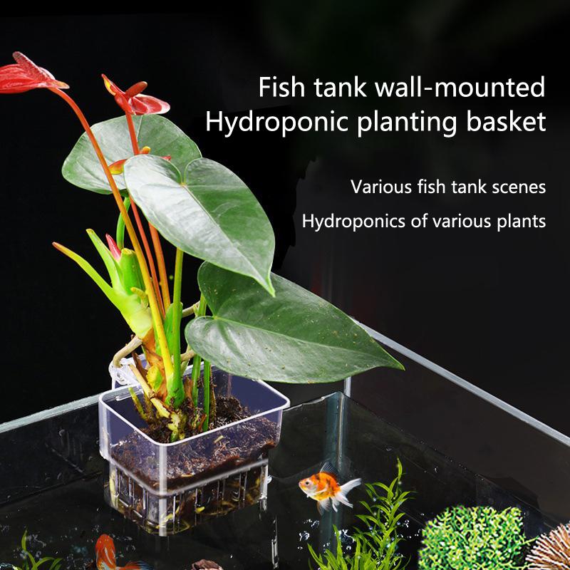 Coppette per Coltivazione Idro - Aquarium Planted Setup recensione e prezzo