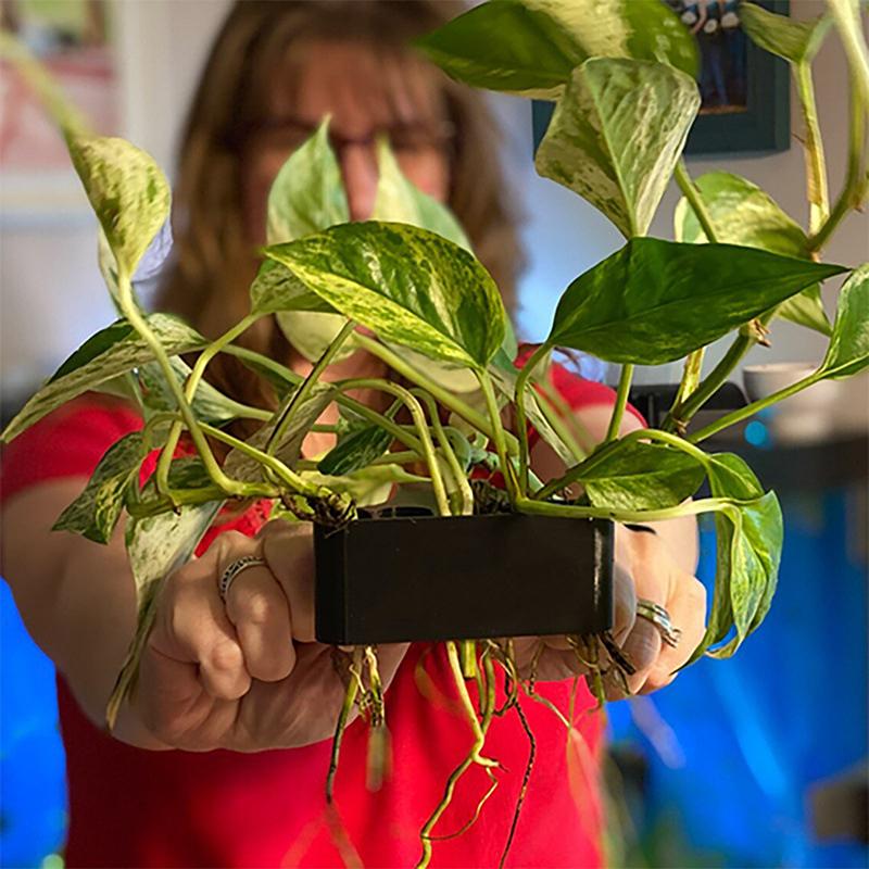Set di 1, 2 o 3 Supporti per P - Aquarium Planted Setup recensione e prezzo